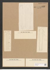 Nitzschia distans var. div.? Greg. (de-Toni-Nr.: Genus 47, Species 2083) Zeichnungen Sammlung Grunow Nr. 4126 (NHMW-BOT-W0372000)